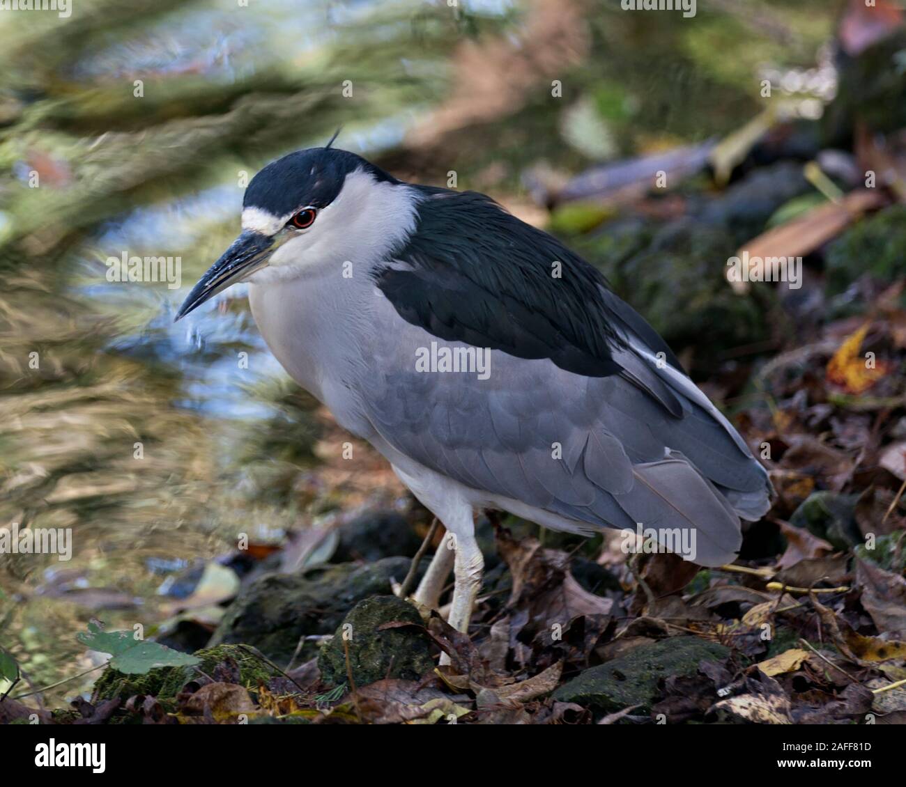 Black crowned Night-heron adult bird closeup profile view perched on a rock by the water displaying plumage, head, beak, eye, in its surrounding and e Stock Photo