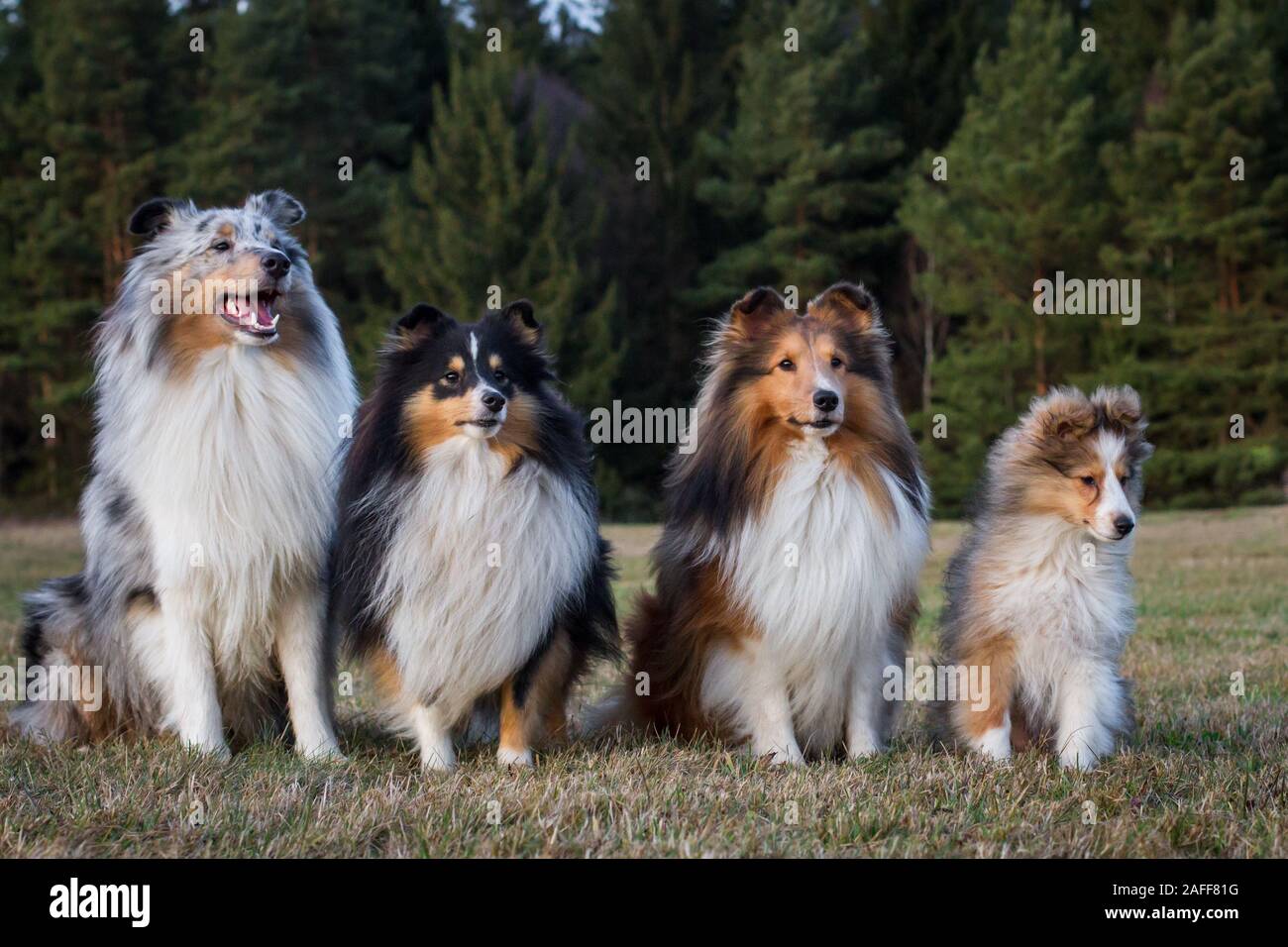 are shelties good apartment dogs