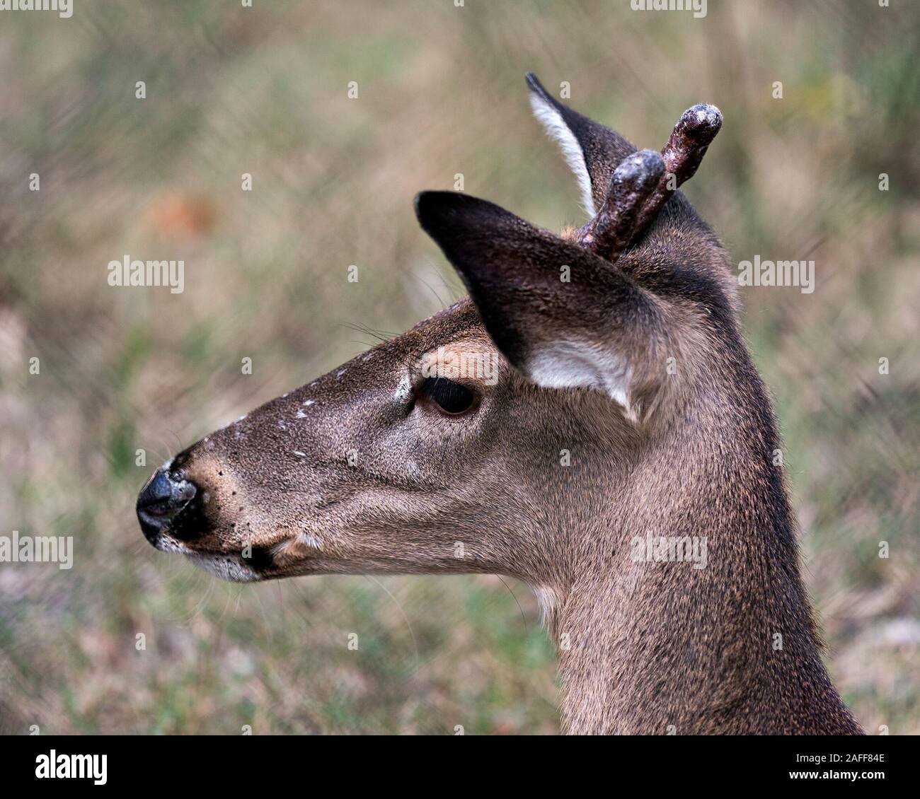 Deer animal White-tailed dear head close-up profile view with bokeh background displaying head, antlers, ears, eye, mouth, nose, brown fur in its surr Stock Photo