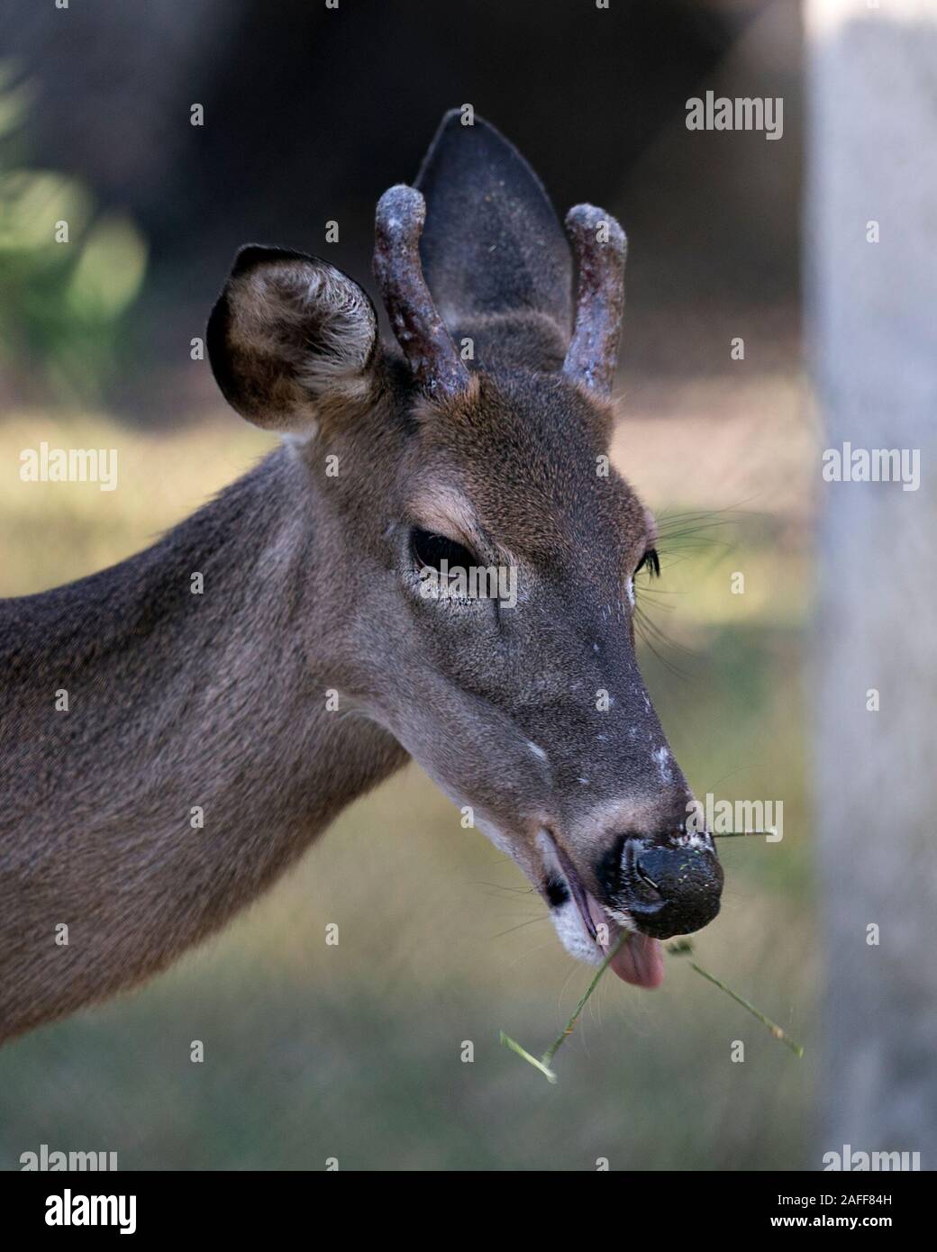 Deer animal White-tailed dear head close-up profile view eating grass with bokeh background, displaying head, antlers, ears, eye, mouth, nose, brown f Stock Photo