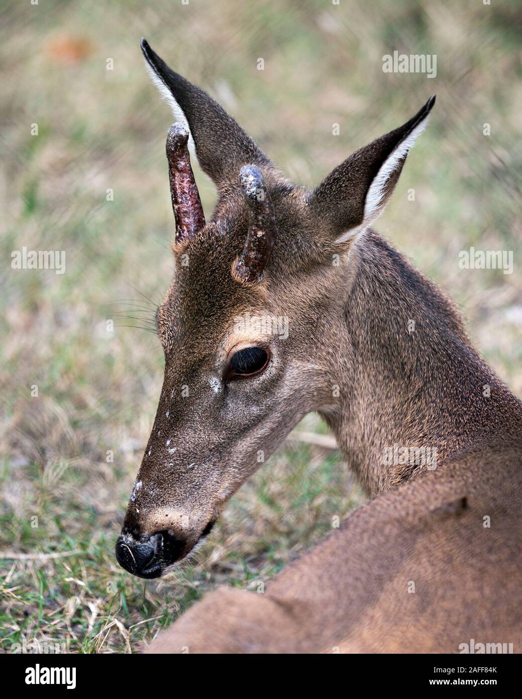 Deer animal White-tailed dear head close-up profile view with bokeh background displaying head, antlers, ears, eye, mouth, nose, brown fur in its surr Stock Photo