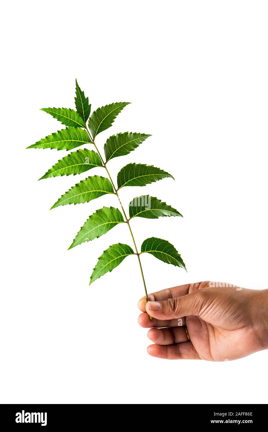 Hand holding Neem leaves Azadirachta indica Stock Photo Alamy