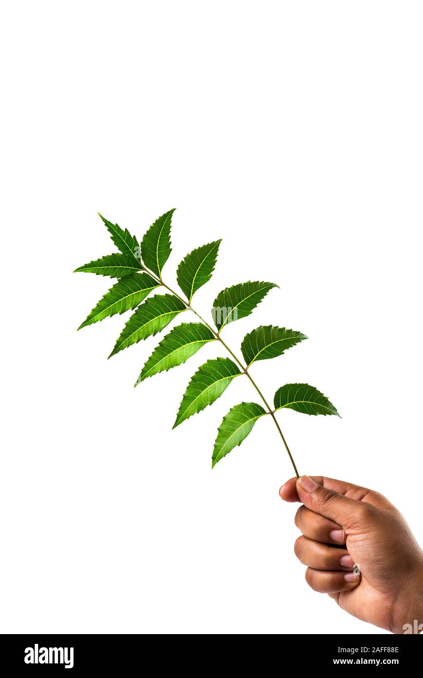Hand holding Neem leaves Azadirachta indica Stock Photo Alamy