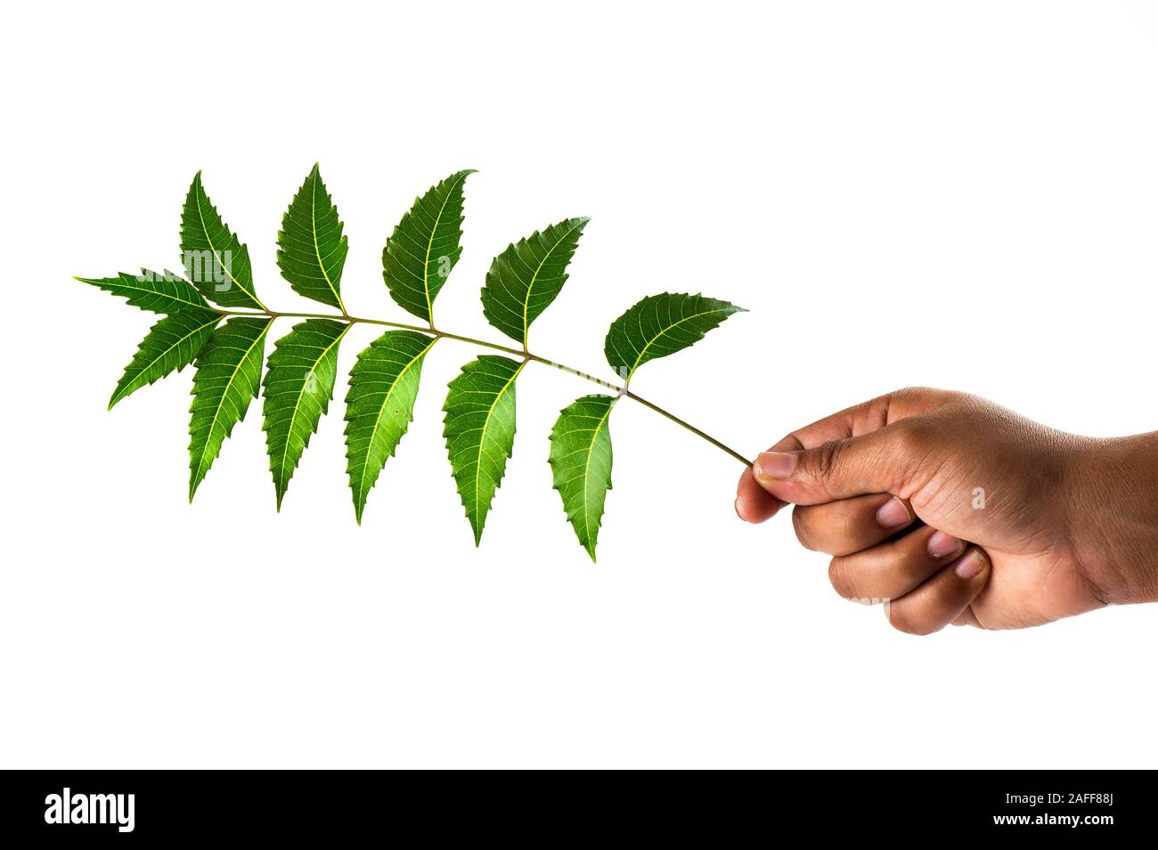 Hand holding Neem leaves Azadirachta indica Stock Photo Alamy