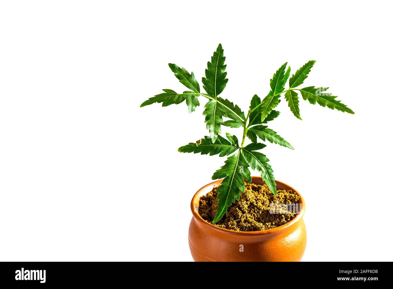Young Neem tree in clay pot on white background. Azadirachta indica Tree. Stock Photo