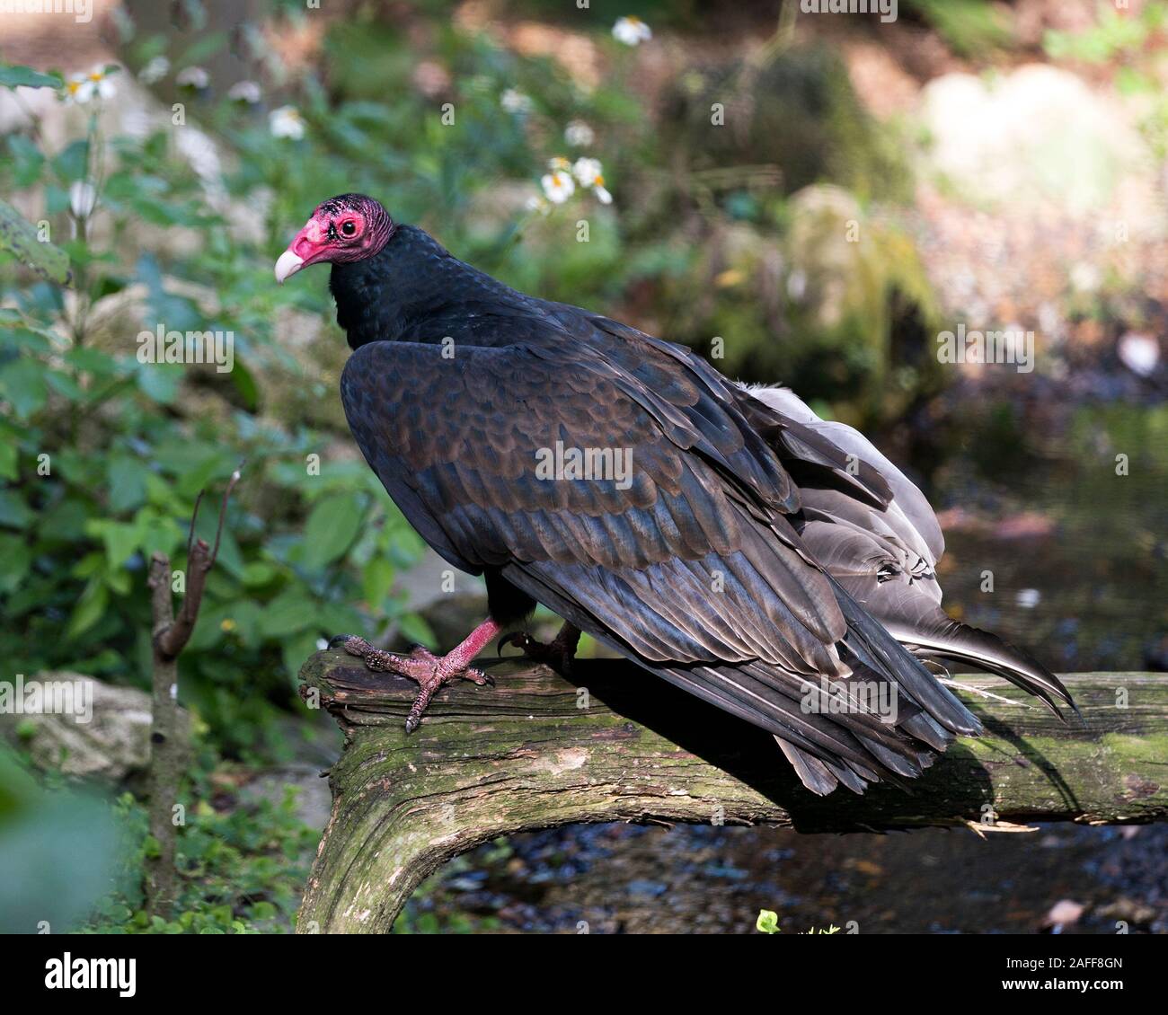 Turkey Vulture bird close up profile photo, perched displaying red head