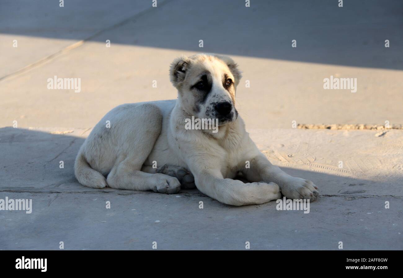 Turkmenistan dog hi-res stock photography and images - Alamy