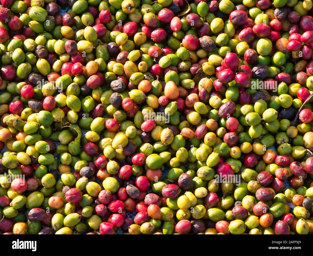 Drying coffee fruit / coffee cherries in Mondulkiri Province, Cambodia