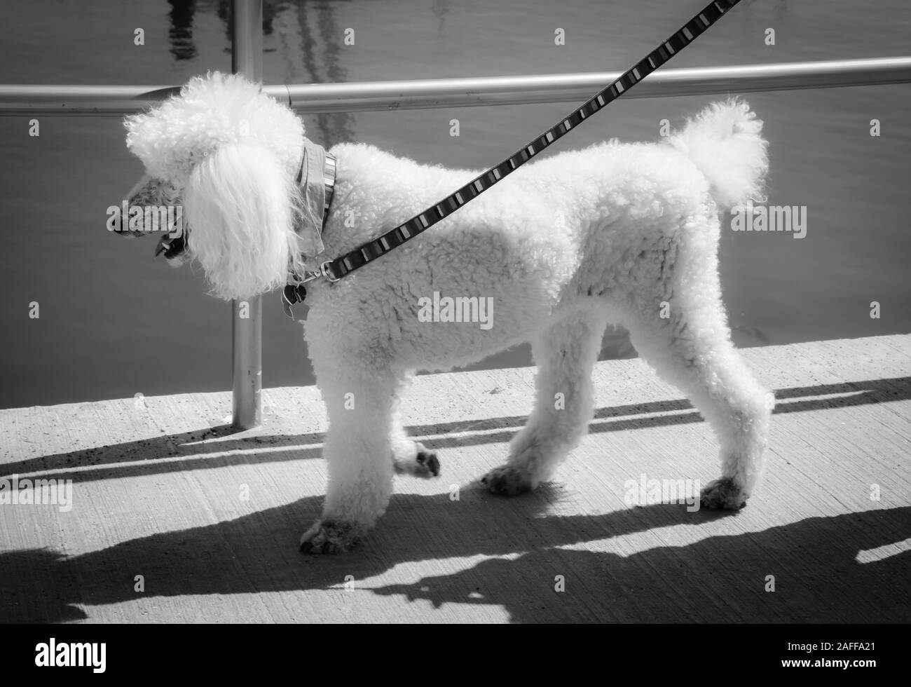 Profile of a seemingly spoiled, older white standard poodle strutting on the waterfront side promenade at a harbor, in infrared Stock Photo