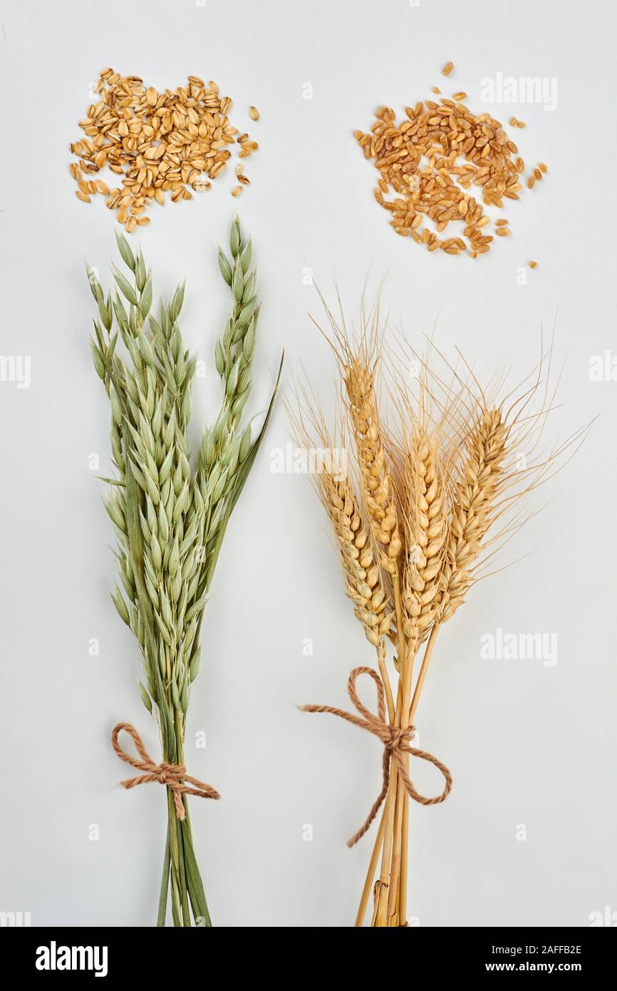 Oat plant hi-res stock photography and images - Alamy