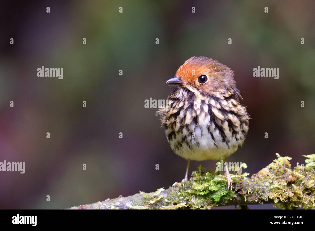 Ochre-fronted Antpitta in Peru's Cloud forest Stock Photo