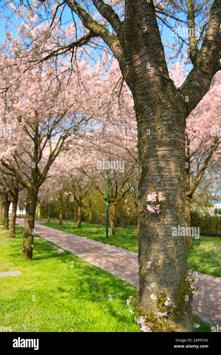 Pink cherry blossom against blue sky Stock Photo - Alamy