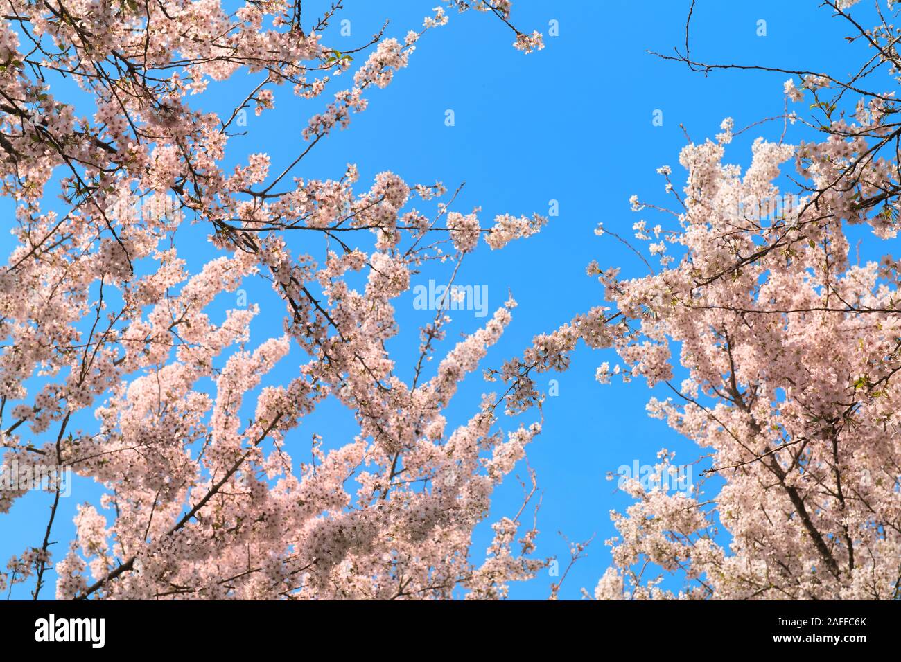 Pink cherry blossom against blue sky Stock Photo - Alamy