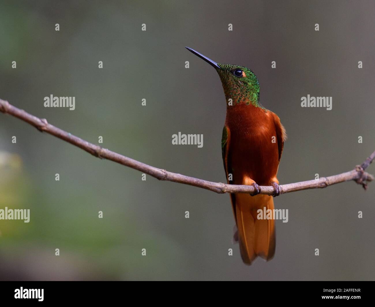 A Chestnut Breasted Coronet hummingbird in Peruvian Cloud forest Stock Photo