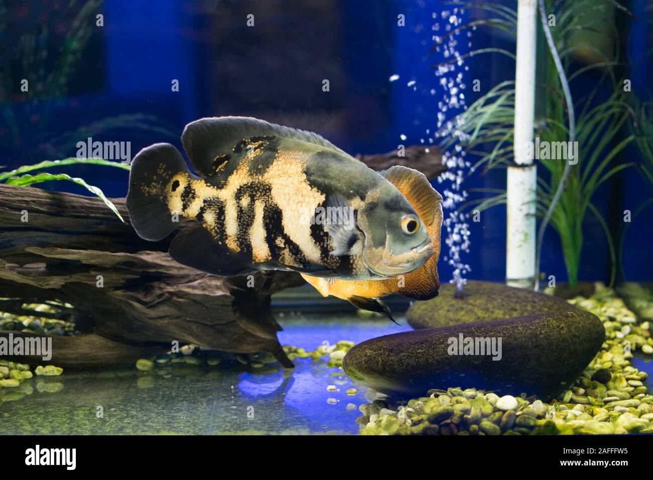 The oscar (tiger oscar, velvet cichlid, and marble cichlid) (Astronotus ocellatus) is a species of fish from the cichlid family in tropical South Amer Stock Photo