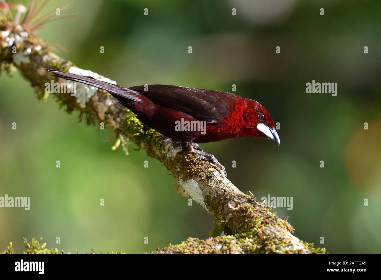Silver-beaked Tanager on the branch in Peruvian rainforest Stock Photo