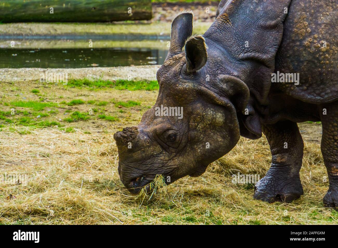 great indian rhinoceros eating hay with its face in closeup, Rhino diet ...