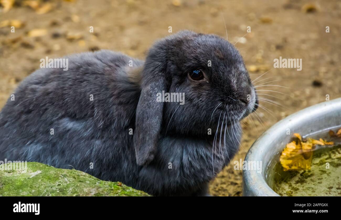 cute portrait of a black european rabbit, Popular domesticated bunny ...
