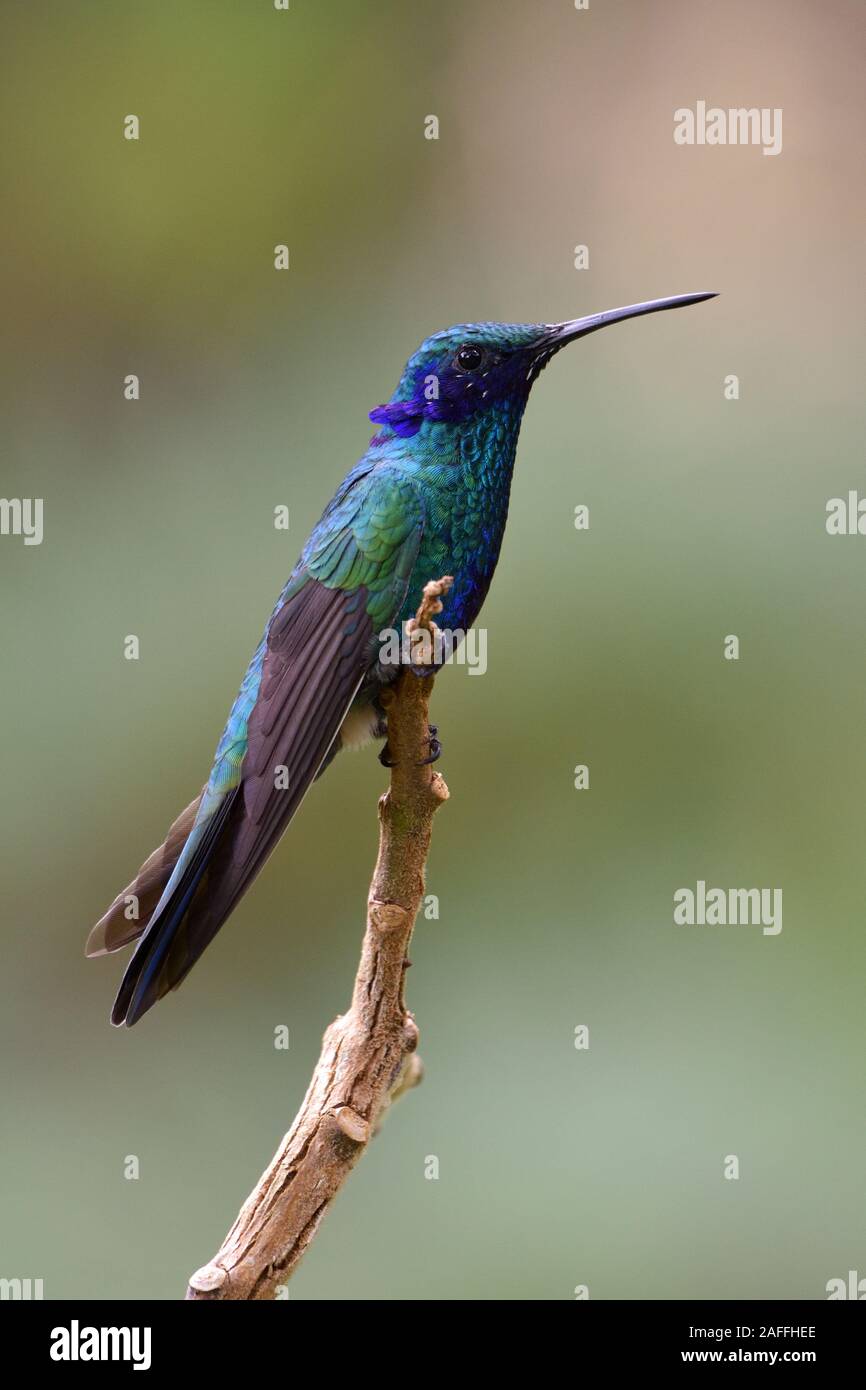 Sparkling Violetear hummingbird Stock Photo