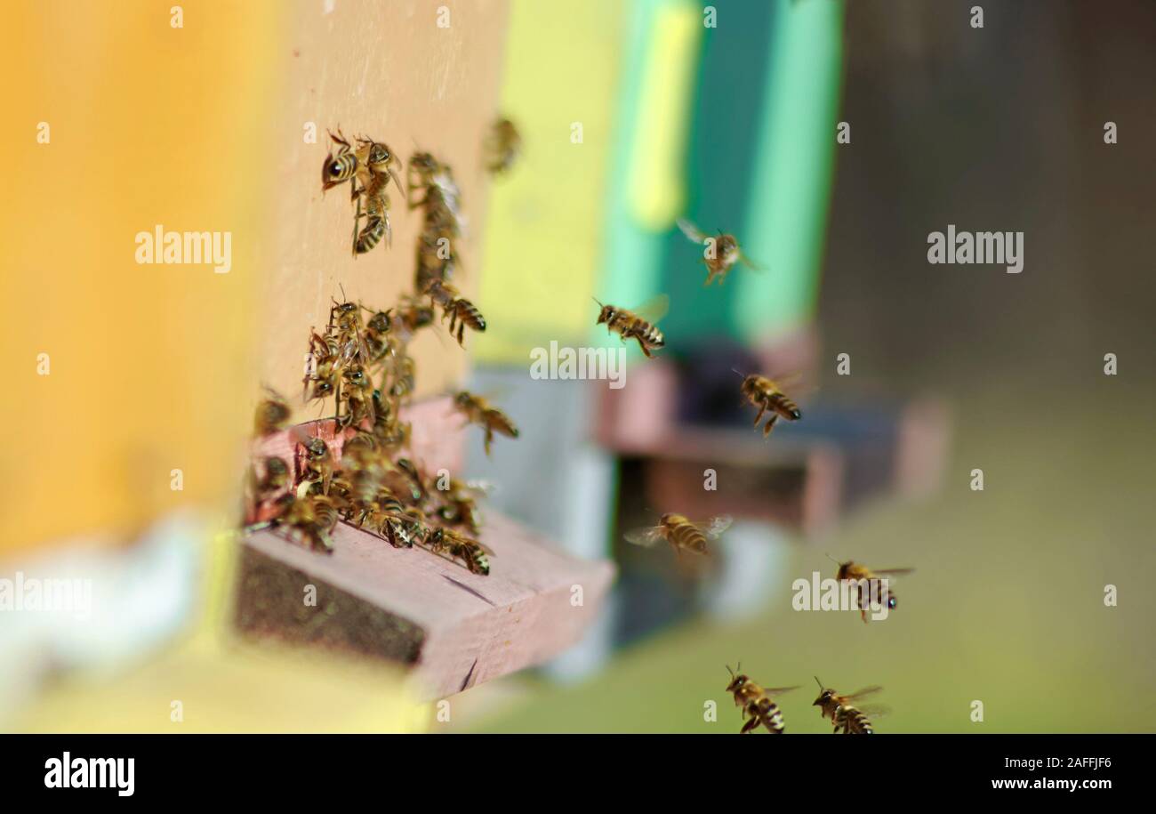 Bees flying beehive hi-res stock photography and images - Alamy