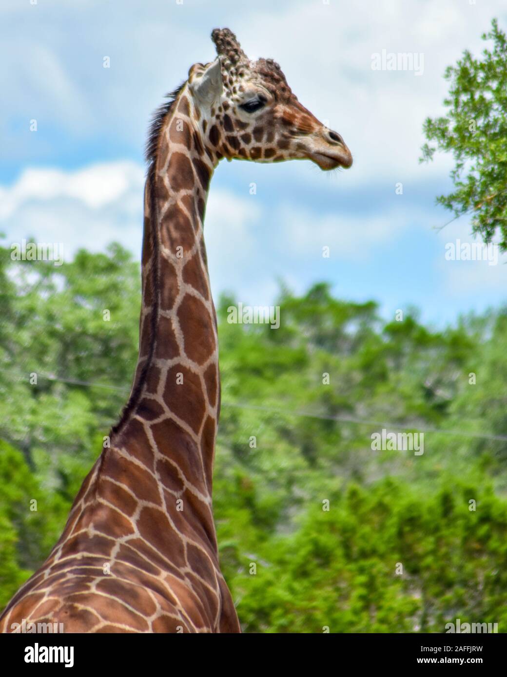 Giraffe Posing for a Portrait Stock Photo - Alamy