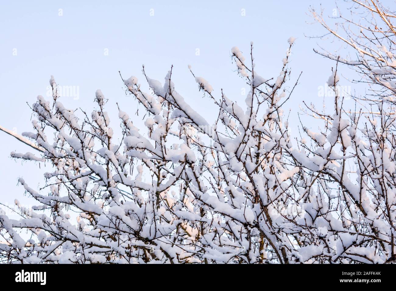 Tree branches covered with snow on blue sky background. Snow covered ...
