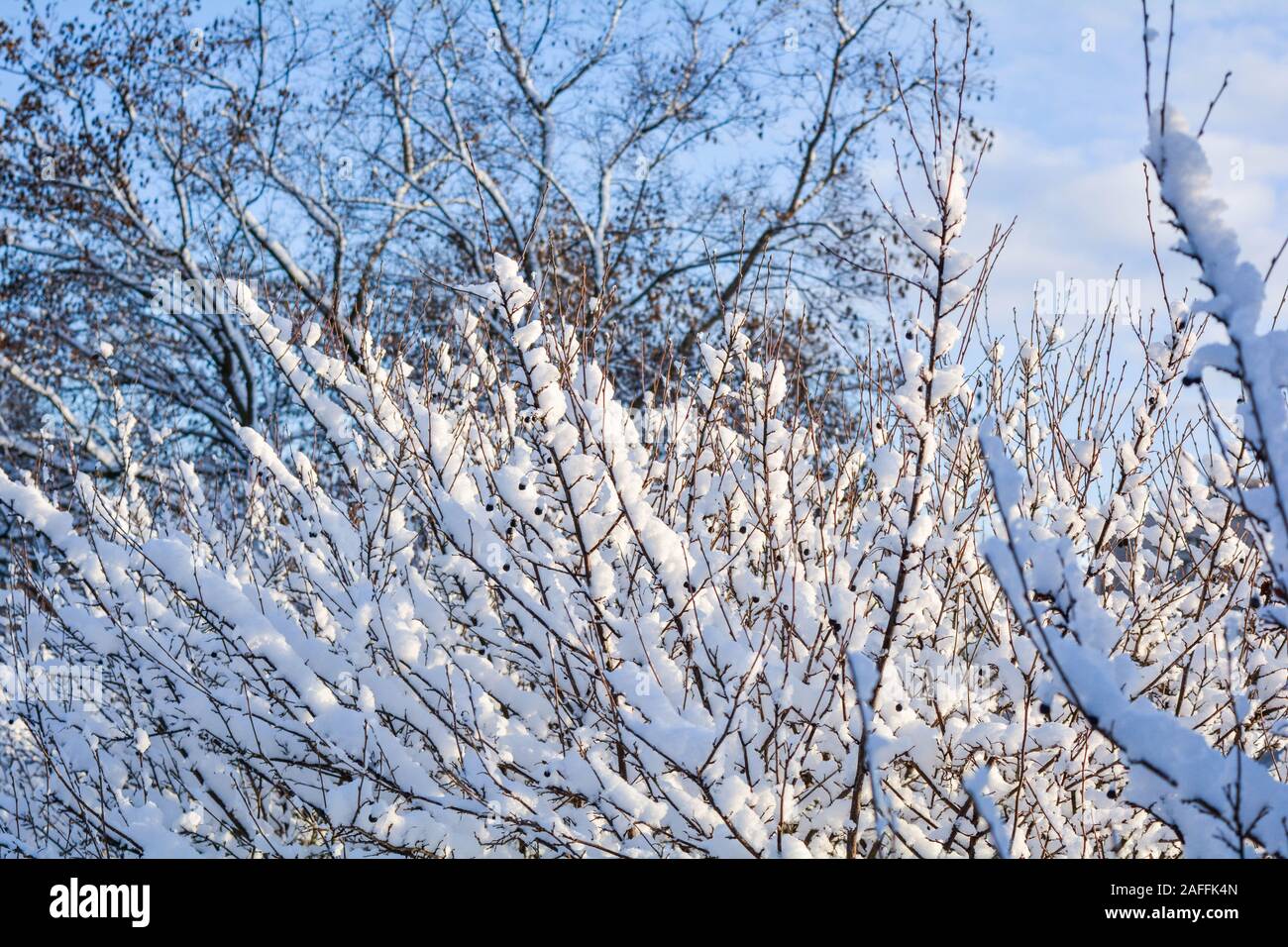Tree branches covered with snow on blue sky background. Snow covered ...