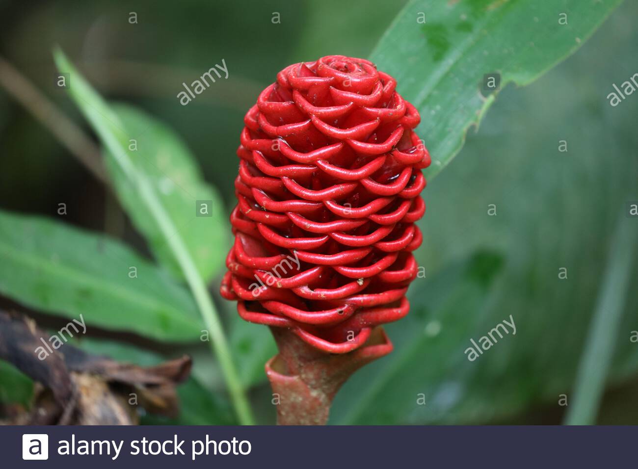 Zingiber Spectabile Beehive Ginger Red Inflorescence Costa Rica Stock Photo Alamy