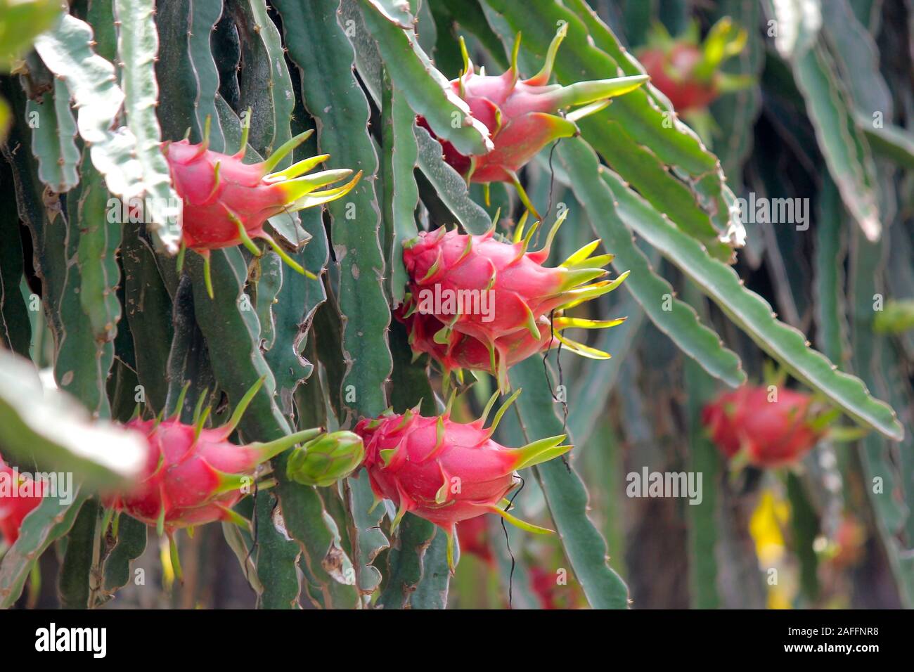 dragon fruit on tree in organic farm Stock Photo