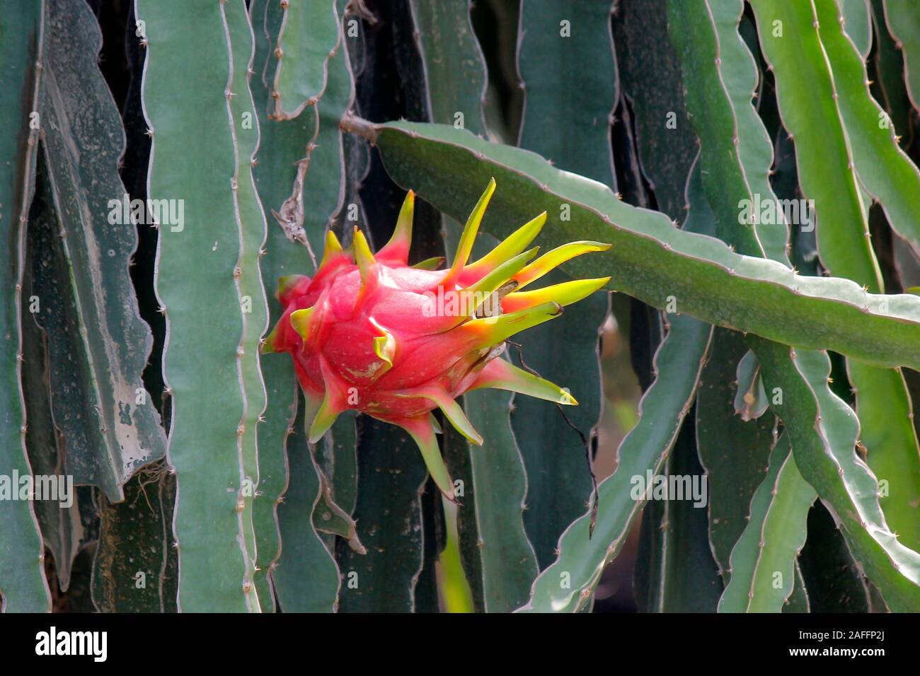 dragon fruit on tree in organic farm Stock Photo