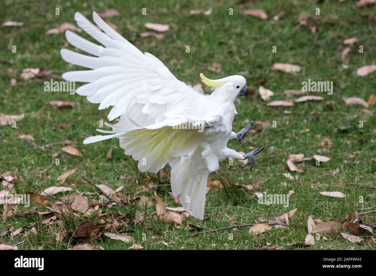 Sulphur-crested Cockatoo about to touch down Stock Photo