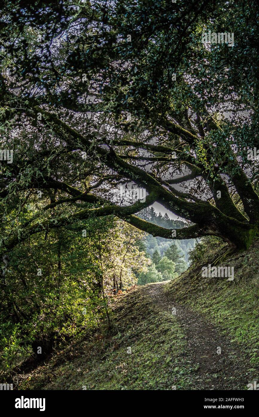 Narrow ridge footpath heading towards sunlight, through forest with grand old tree branches crossing the path. Taken on sunny winter's day. Stock Photo