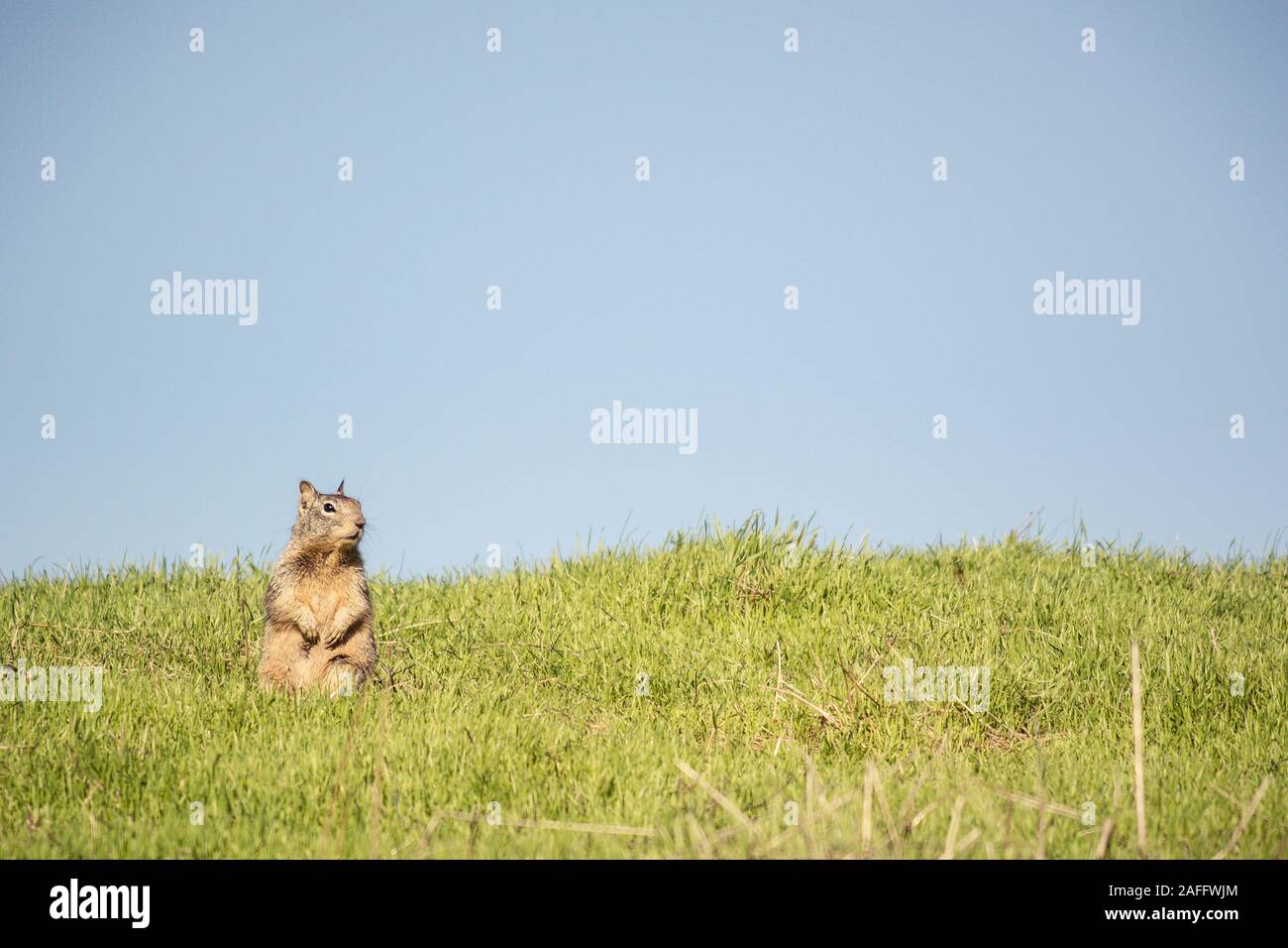 California Ground Squirrel sitting on hind legs with front paws raised looking to the side. Blue sky & green grass. Stock Photo