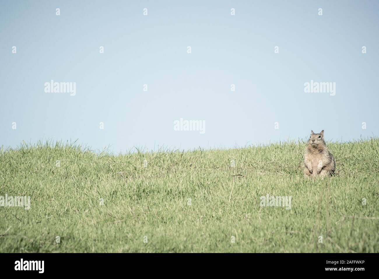 California Ground Squirrel sitting on hind legs with front paws raised looking straight ahead. Clear blue sky & green grass. Stock Photo