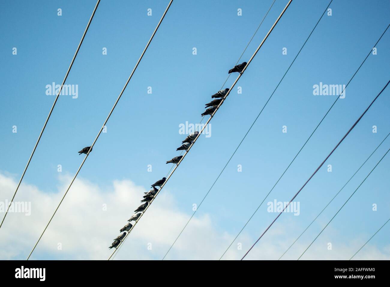 There's always one. Pigeons on electricity wires. One alone, fifteen together. Odd one out. Blue sky. Stock Photo