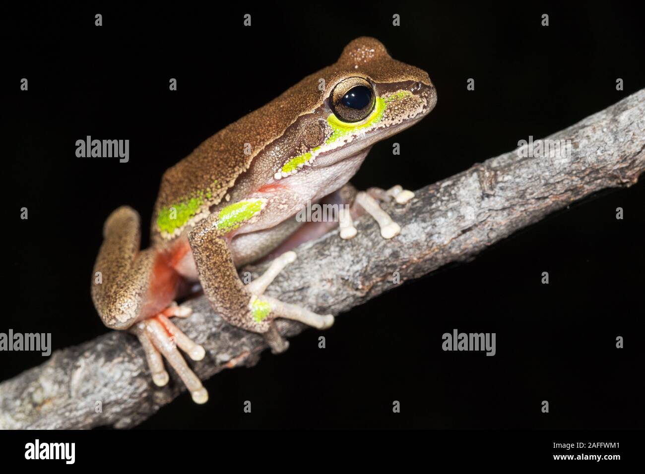 Blue Mountains Tree Frog Stock Photo