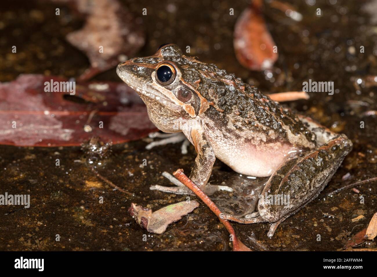 Wallum rocket frog hi-res stock photography and images - Alamy
