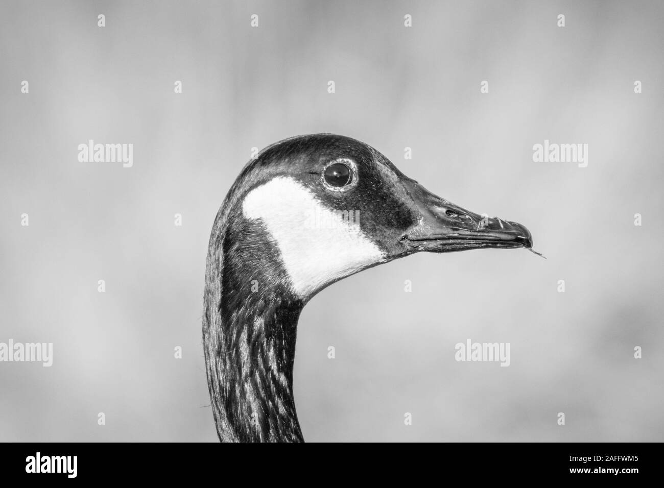Canada Goose (Branta canadensis) head and neck in profile on autumnal day. Showing distinctive black face with white chinstrap. Monochrome. Stock Photo