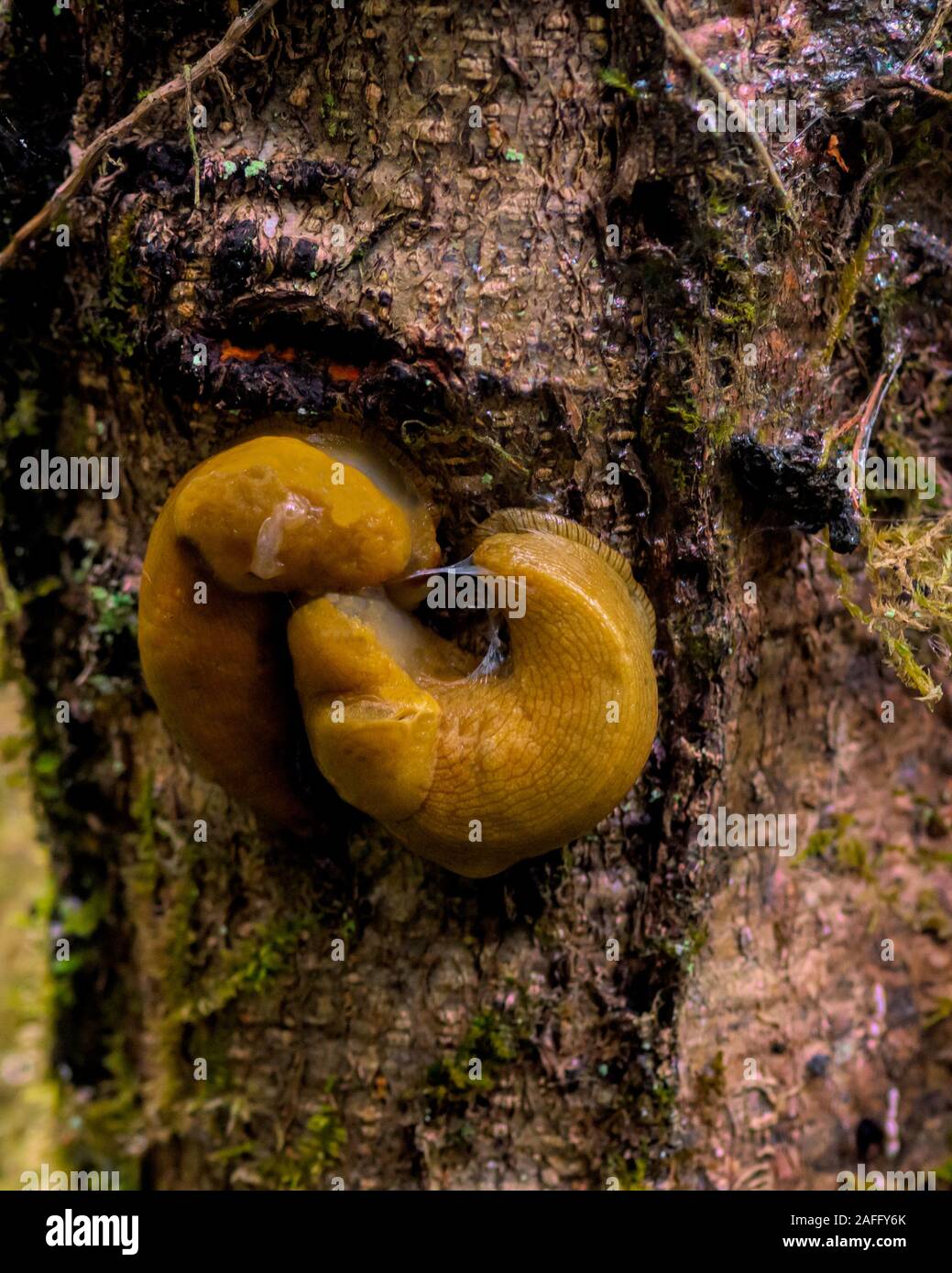 Brown Banana slugs, Ariolimax columbianus, mating on a tree in California Stock Photo