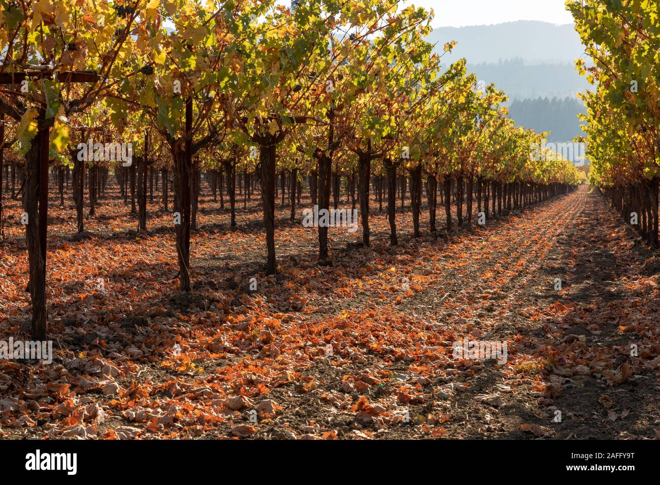 Rows of vines in an autumn vineyard Stock Photo
