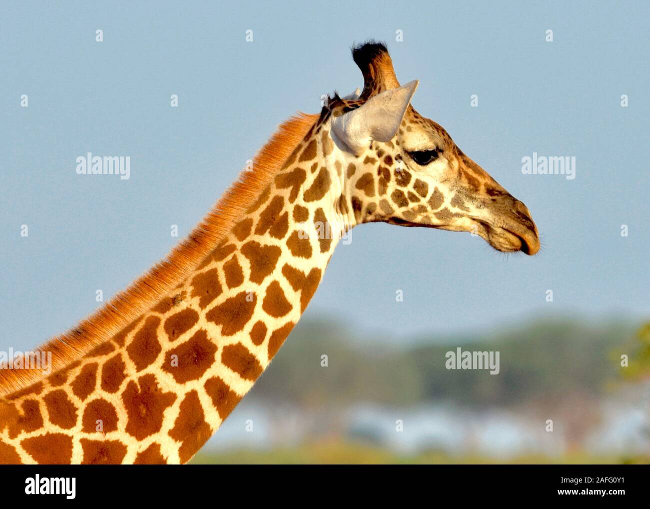 Closeup of giraffe head and neck. Side portrait. (Giraffa camelopardalis) Stock Photo