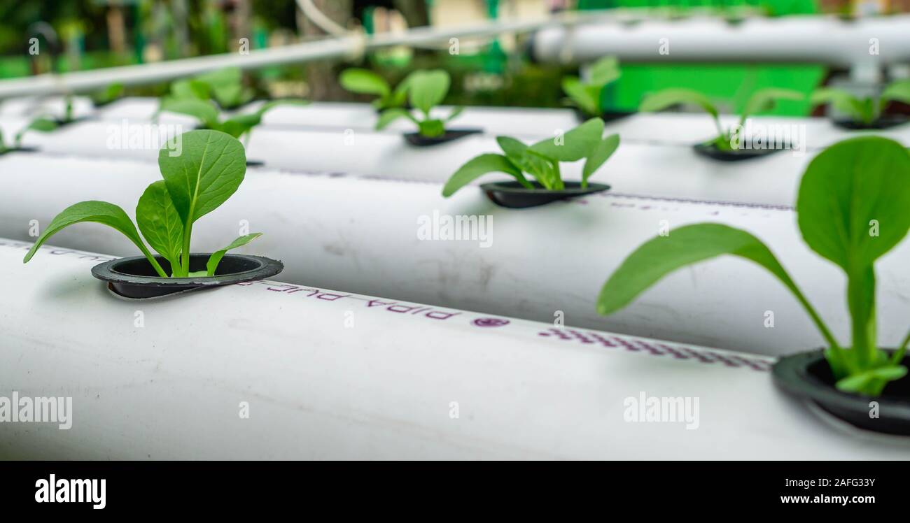 hydroponic vegetables system. seed of mustard greens on pvc pipe full