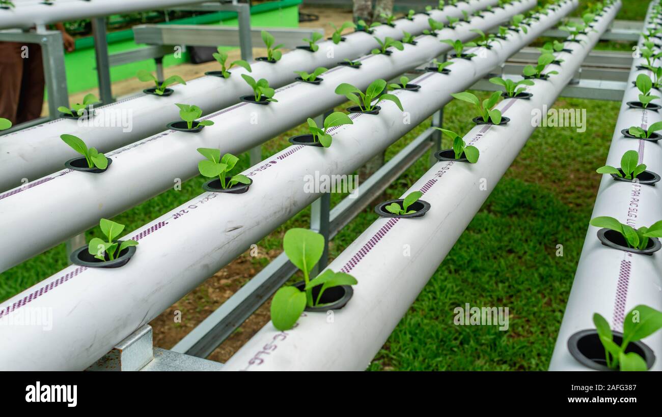 hydroponic vegetables system. seed of mustard greens on pvc pipe full