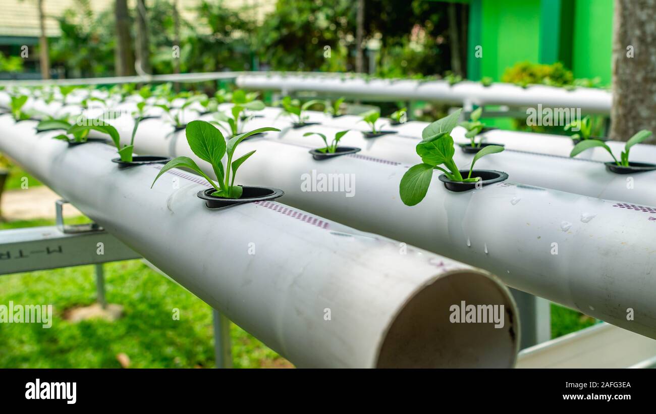 hydroponic vegetables system. seed of mustard greens on pvc pipe full