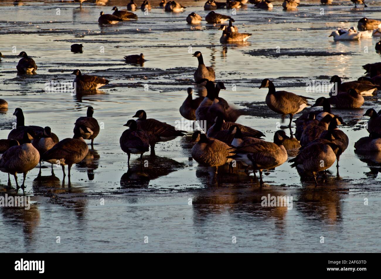 Canada geese wintering at Lindsey City Park, Canyon, Texas Stock Photo