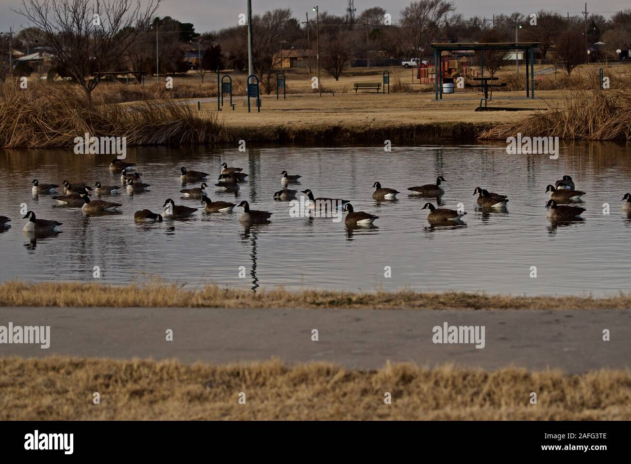 Canada geese wintering at Lindsey City Park, Canyon, Texas Stock Photo