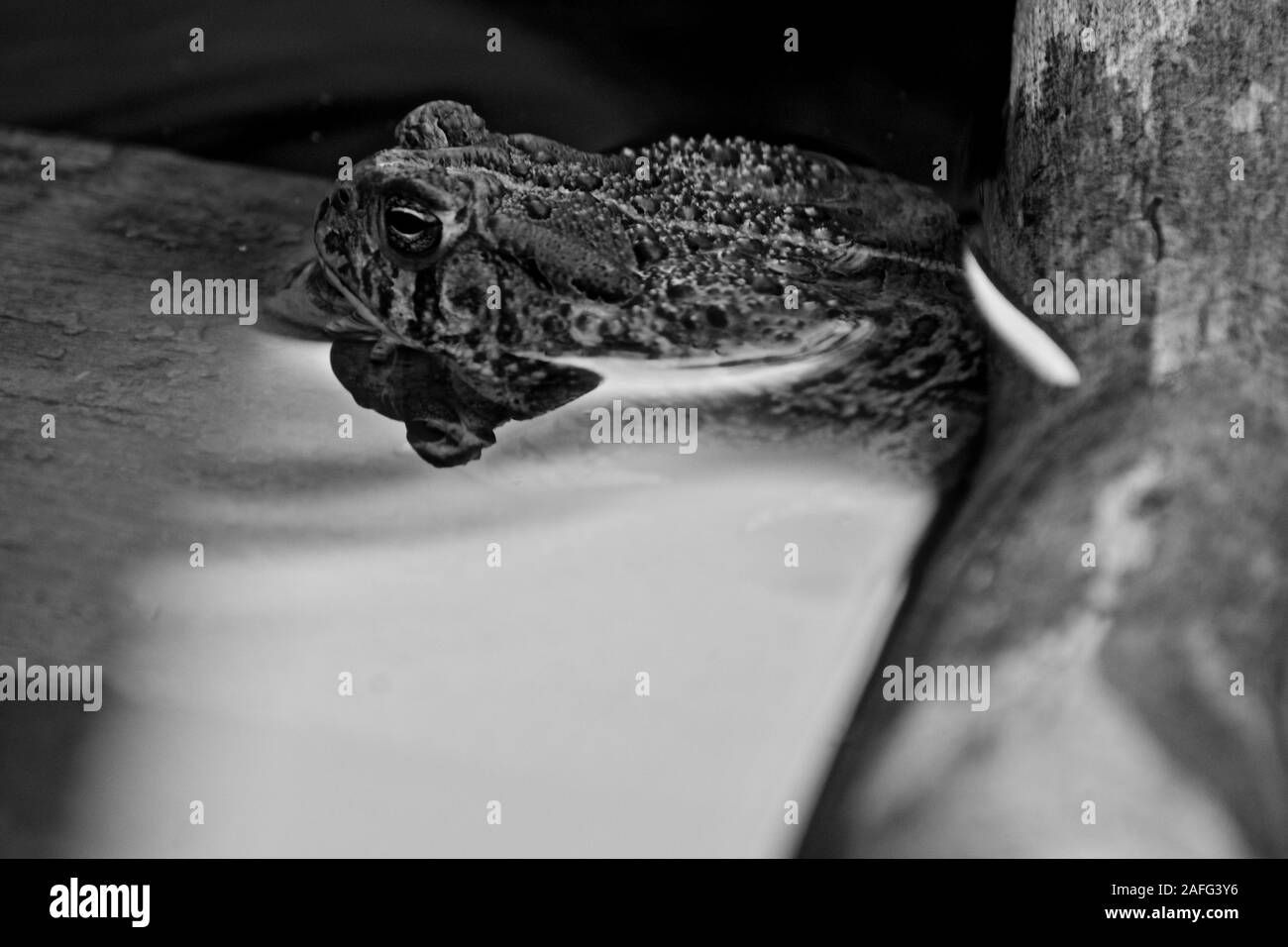 Texas Spade Footed Toad soaking, Texas Panhandle, Canyon, Texas Stock Photo