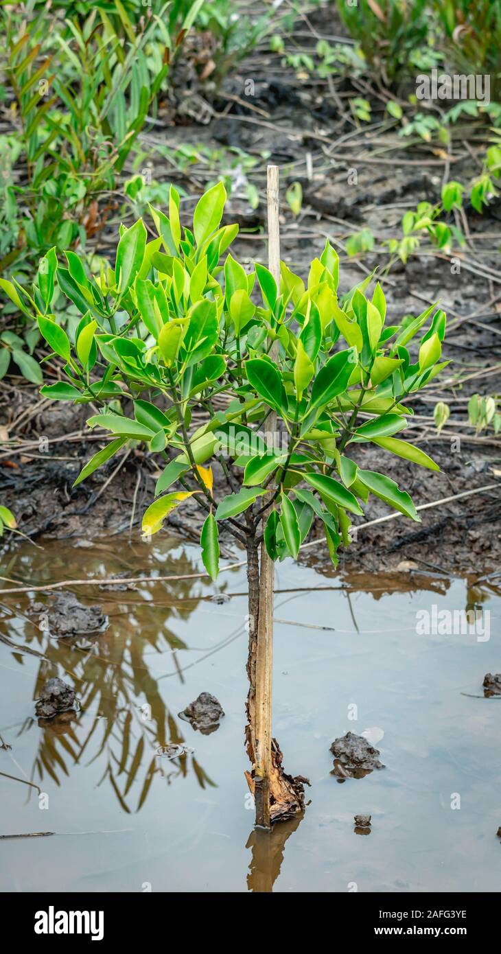 Ecological rehabilitation hi-res stock photography and images - Alamy
