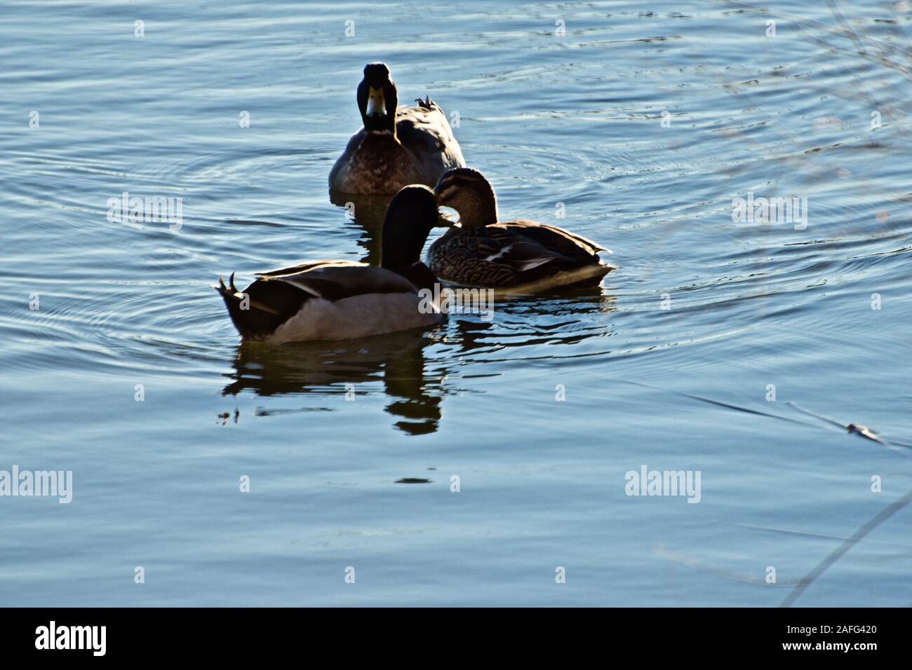 sleeping duck abbotsford