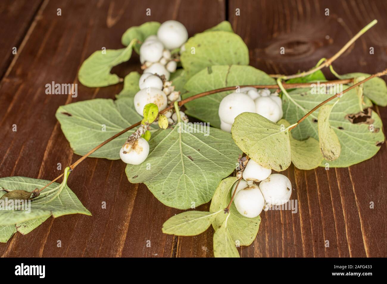 Lot of whole white snowberry on brown wood Stock Photo